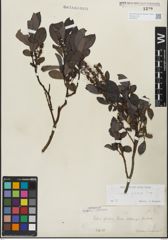 Foto von Salix glabra Scop.